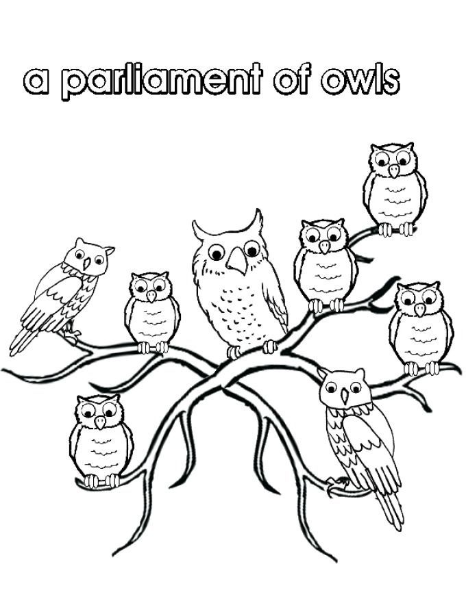 34 Adorable Nocturnal Animals Coloring Pages Printable 10