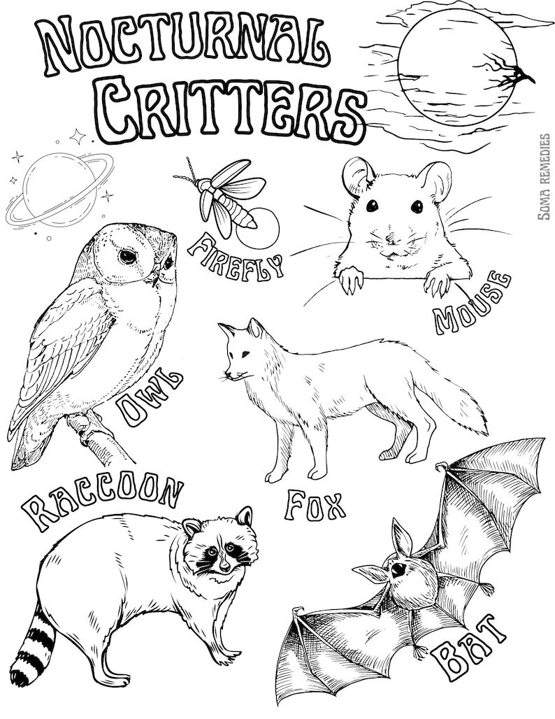 34 Adorable Nocturnal Animals Coloring Pages Printable 2