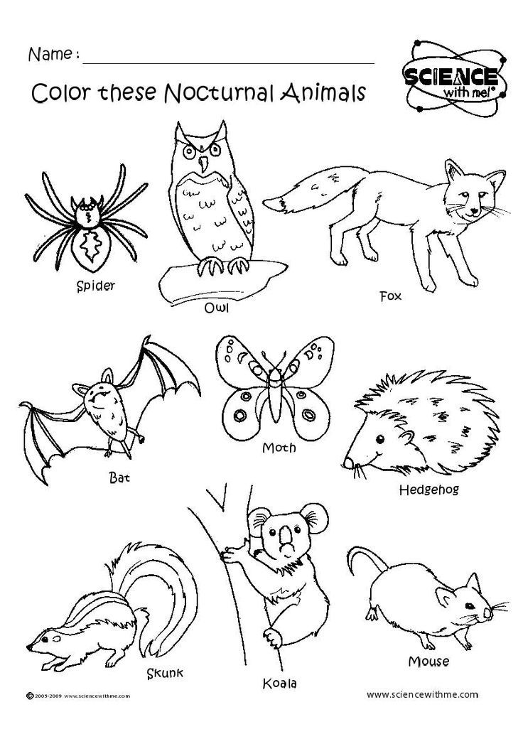 34 Adorable Nocturnal Animals Coloring Pages Printable 24