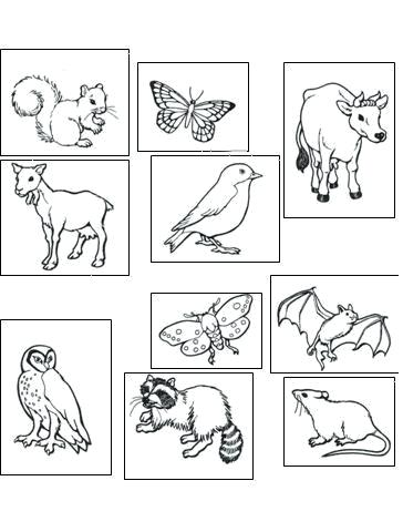 adorable nocturnal animals coloring pages printable jpg