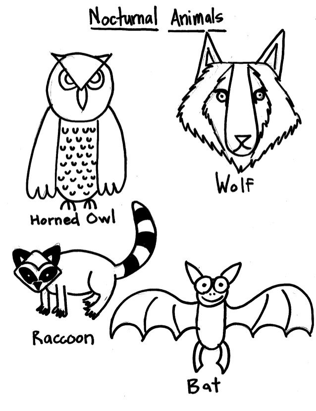 34 Adorable Nocturnal Animals Coloring Pages Printable 3