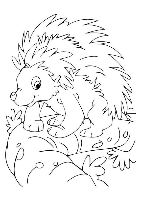 adorable nocturnal animals coloring pages printable jpg