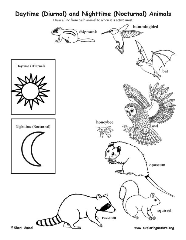 34 Adorable Nocturnal Animals Coloring Pages Printable 8