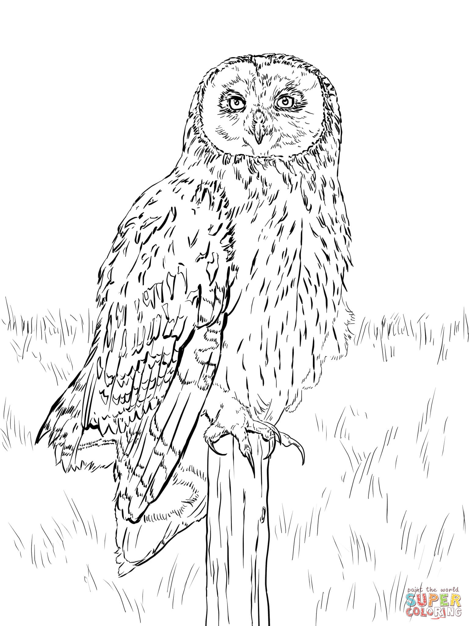 34 Adorable Nocturnal Animals Coloring Pages Printable 9