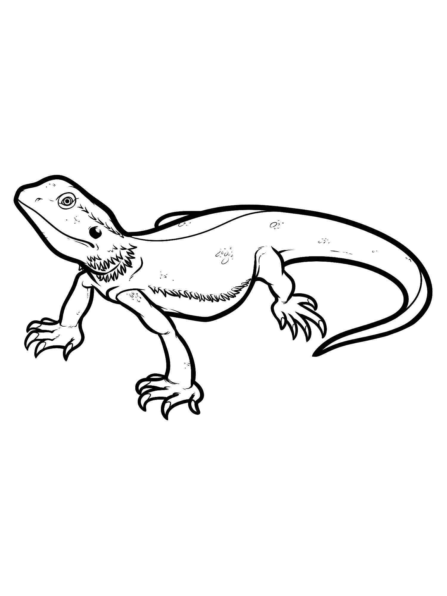 curious bearded dragon coloring page printable jpg