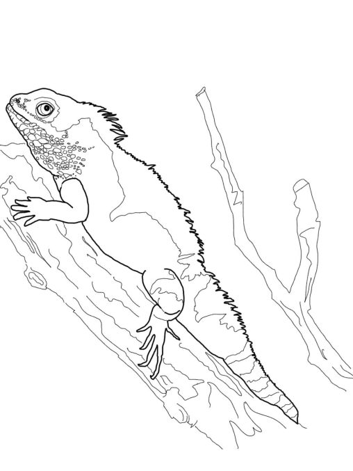 34 Curious Bearded Dragon Coloring Page Printable 11