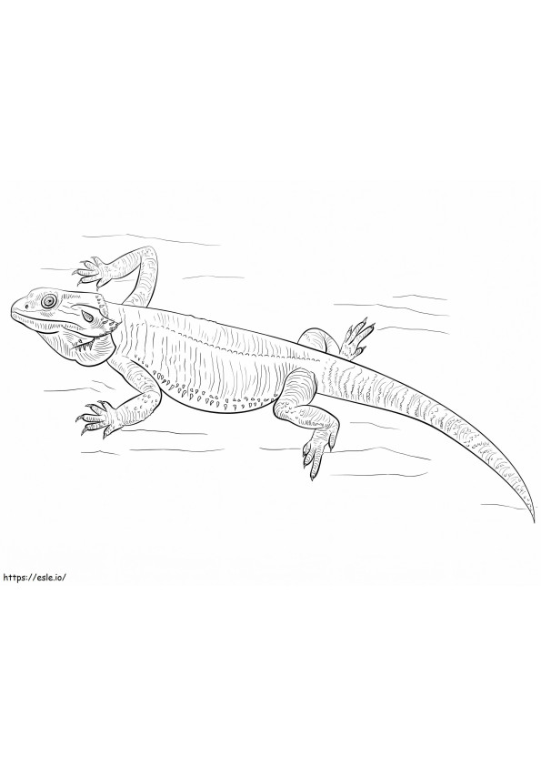 34 Curious Bearded Dragon Coloring Page Printable 14