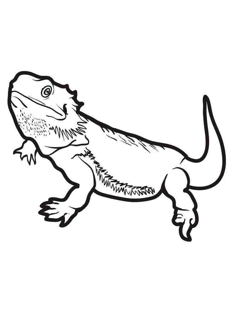 34 Curious Bearded Dragon Coloring Page Printable 24