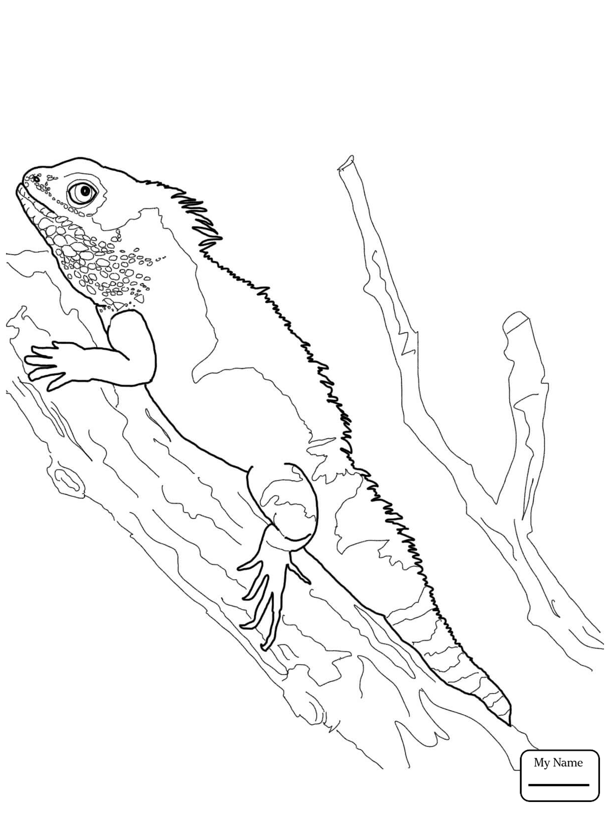 curious bearded dragon coloring page printable jpg