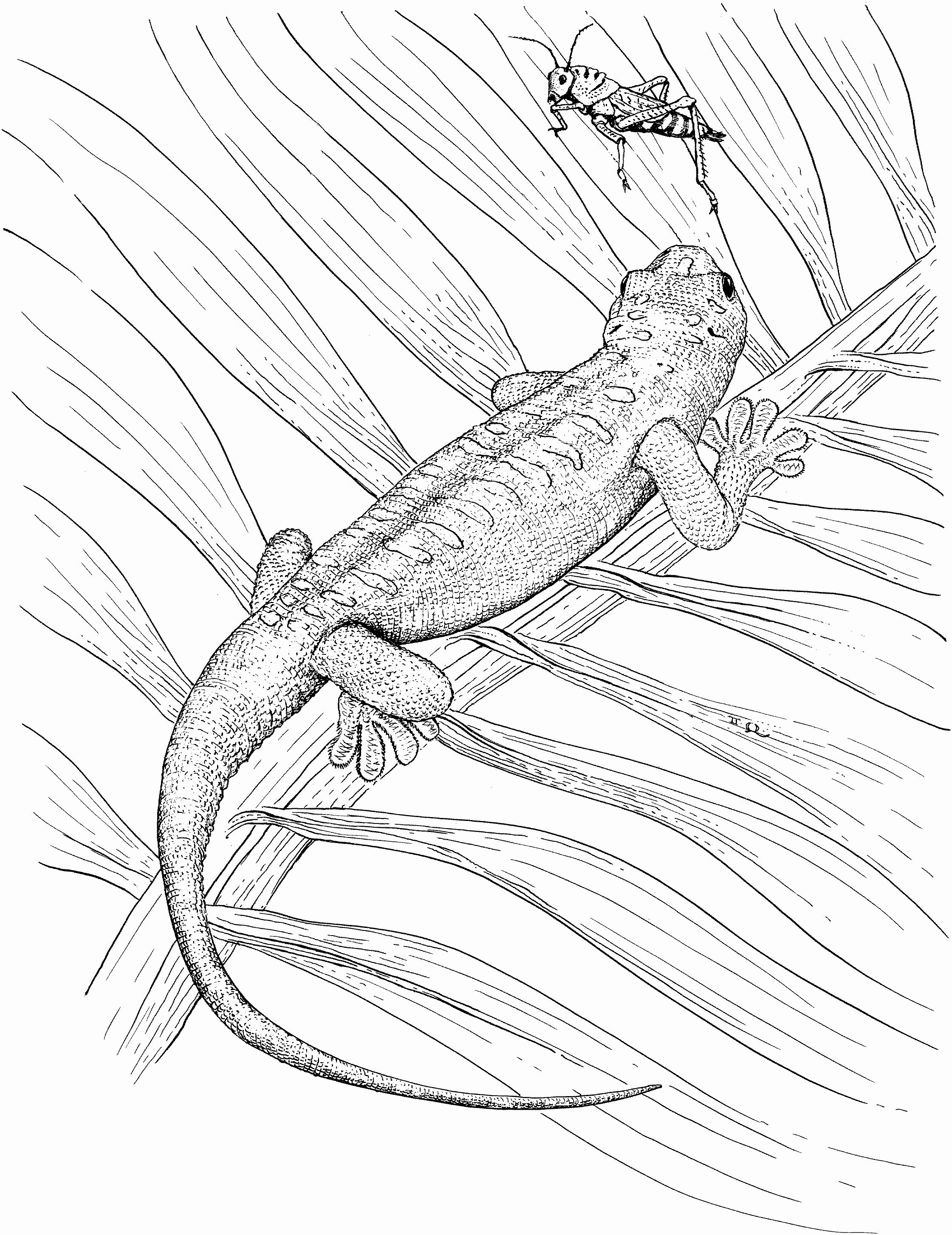 34 Curious Bearded Dragon Coloring Page Printable 26