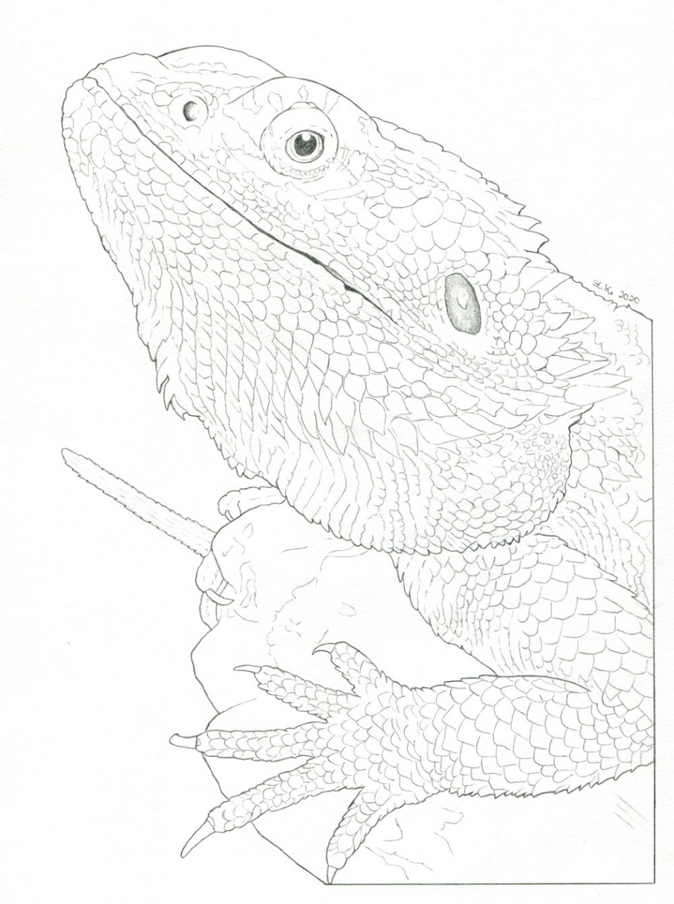 34 Curious Bearded Dragon Coloring Page Printable 33