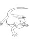 34 Curious Bearded Dragon Coloring Page Printable 34