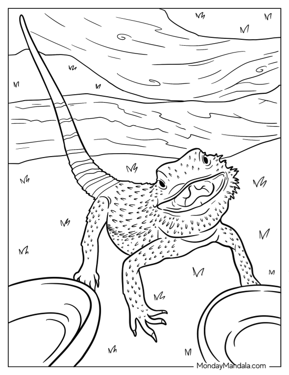 curious bearded dragon coloring page printable jpg