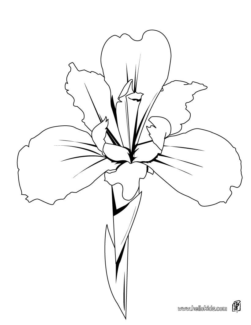 34 Iris Coloring Pages Printable 11