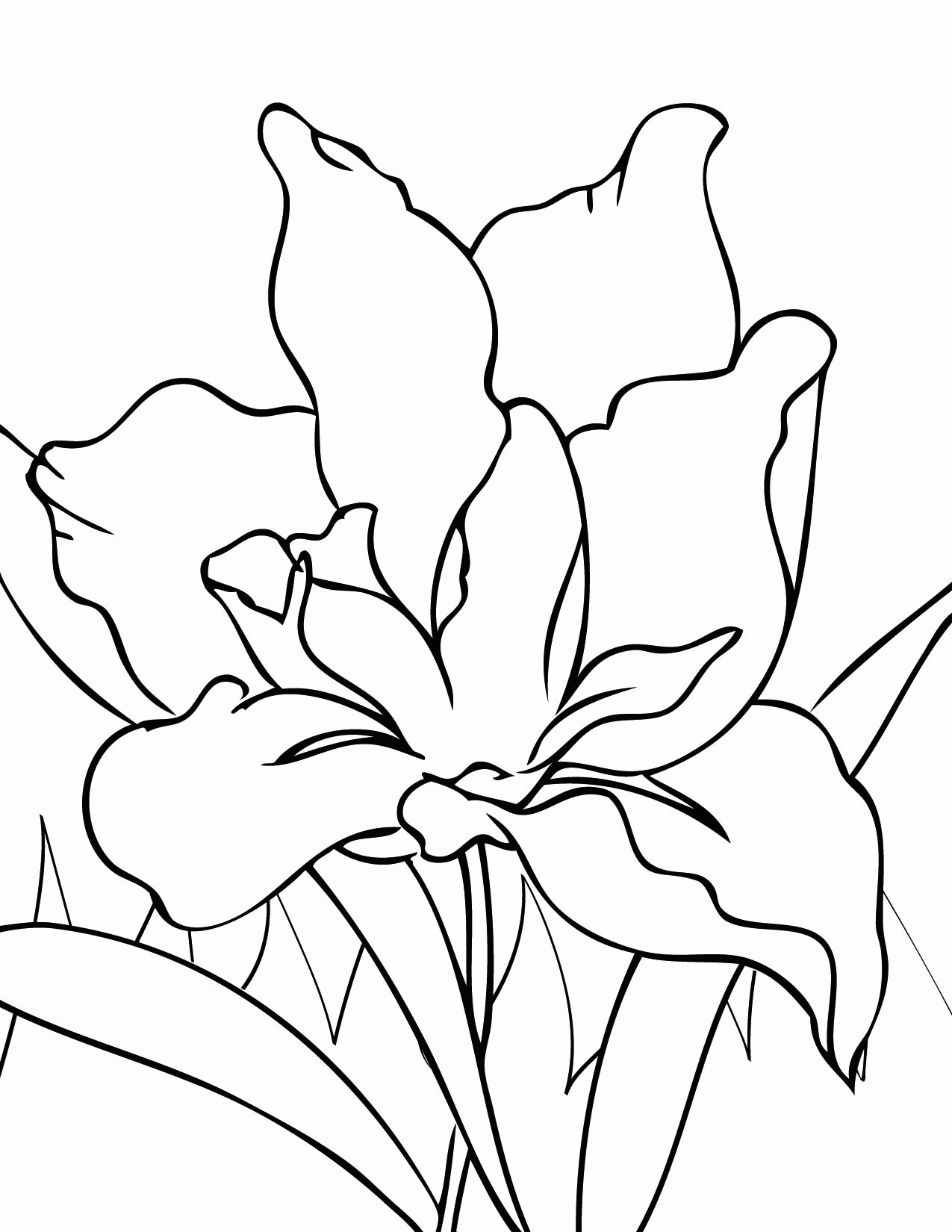 iris coloring pages printable jpg