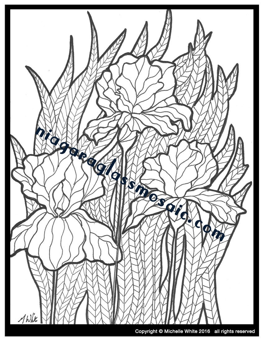 iris coloring pages printable jpg