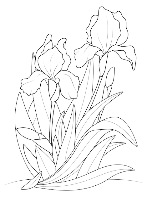 iris coloring pages printable jpg