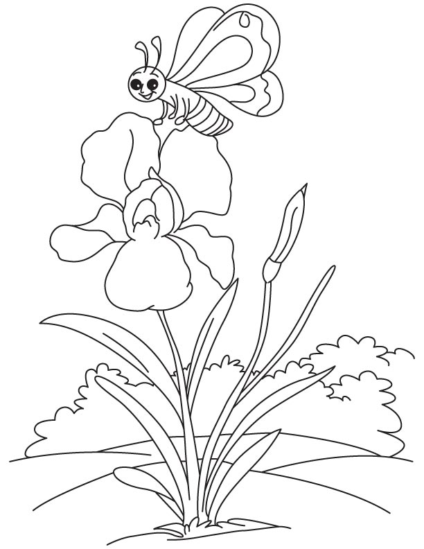 iris coloring pages printable jpg