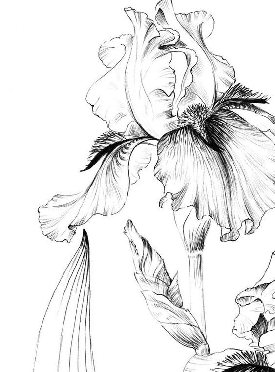 iris coloring pages printable jpg