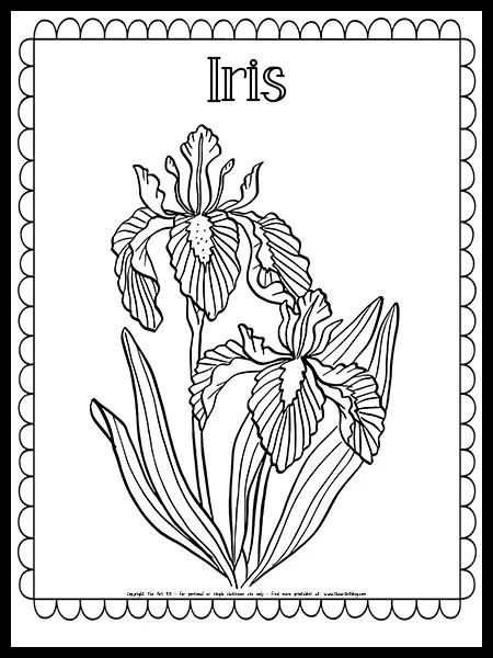 iris coloring pages printable jpg