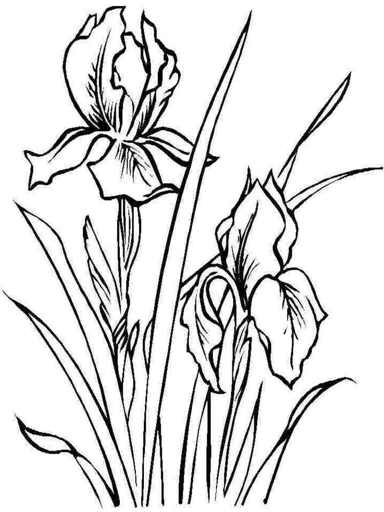 iris coloring pages printable jpg