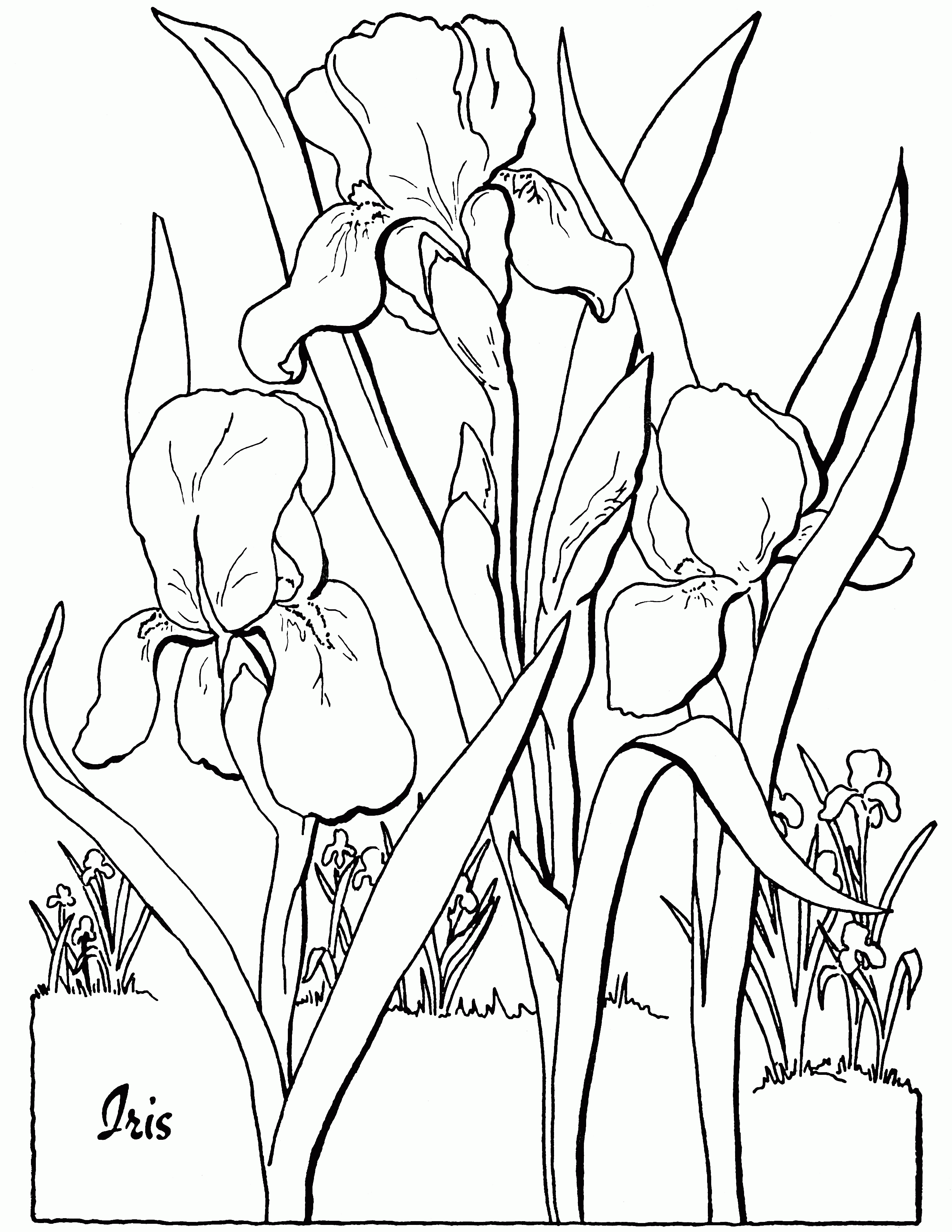 34 Iris Coloring Pages Printable 30