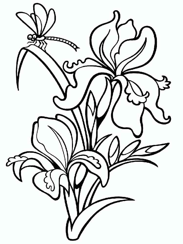 34 Iris Coloring Pages Printable 31