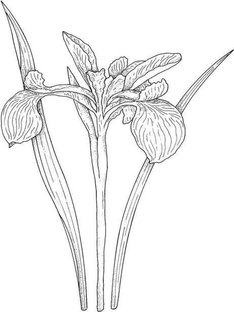 iris coloring pages printable jpg