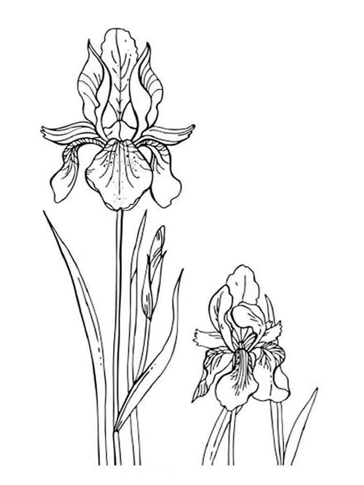 iris coloring pages printable jpg