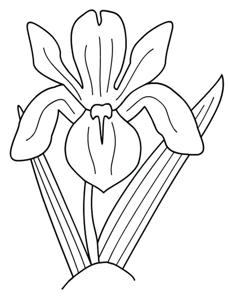 iris coloring pages printable jpg