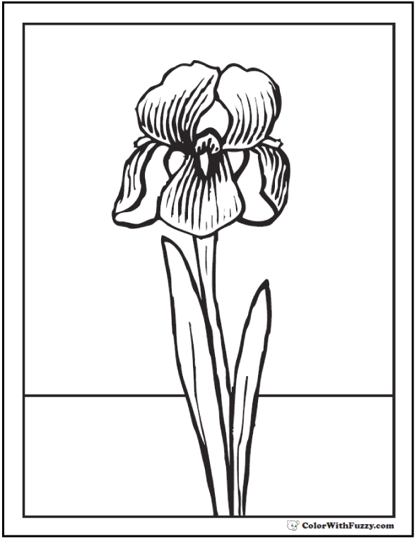 34 Iris Coloring Pages Printable 8