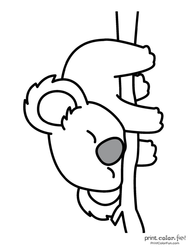 koala coloring pages printable jpg