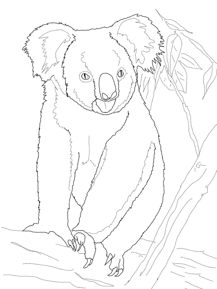 34 Koala Coloring Pages Printable 35