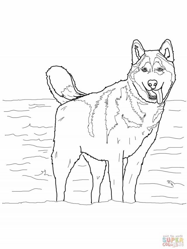 35 Friendly Husky Coloring Pages Printable 10