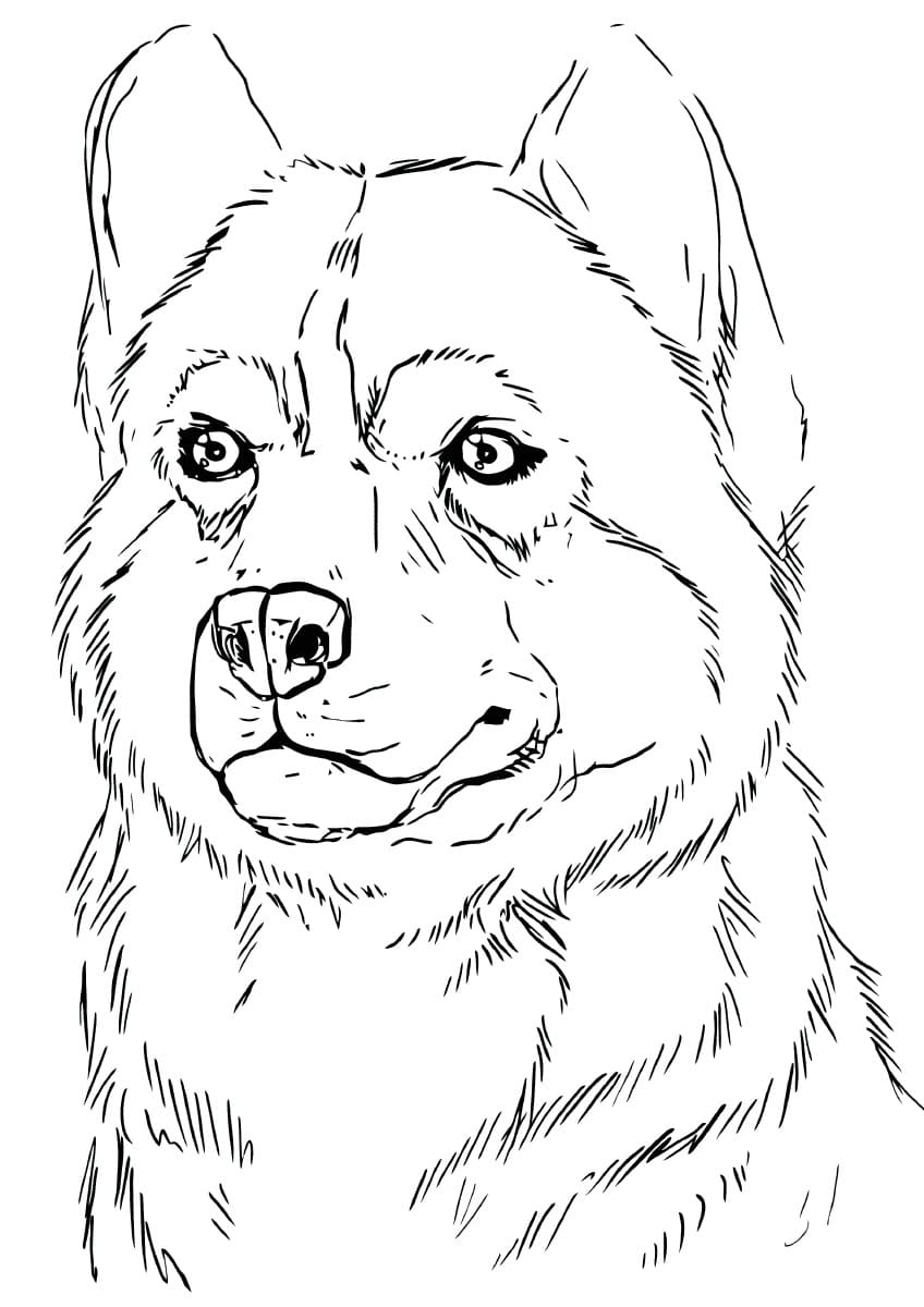 35 Friendly Husky Coloring Pages Printable 24