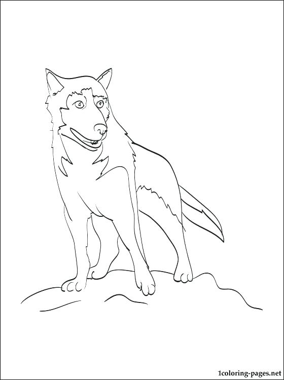 35 Friendly Husky Coloring Pages Printable 35