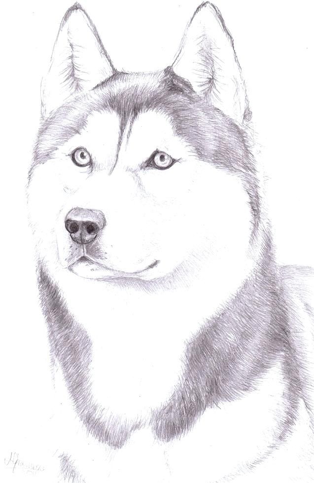 friendly husky coloring pages printable jpg