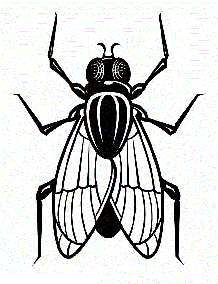 36 Tiny Fly Coloring Page Printable 1