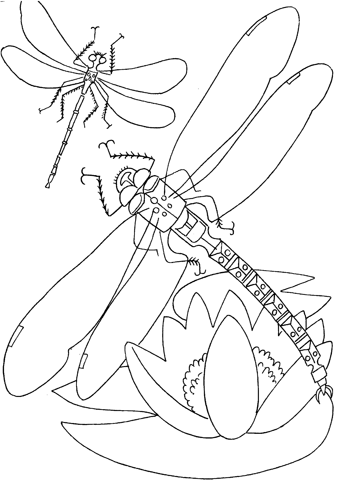 36 Tiny Fly Coloring Page Printable 16