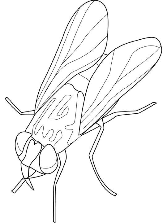 36 Tiny Fly Coloring Page Printable 2