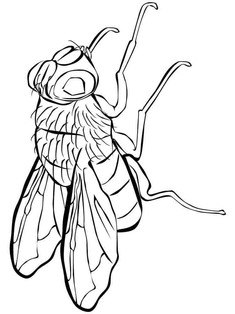 36 Tiny Fly Coloring Page Printable 26