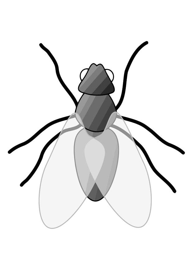 36 Tiny Fly Coloring Page Printable 29