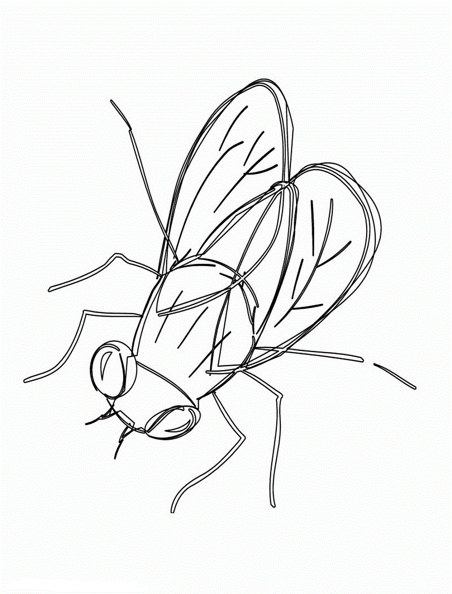 36 Tiny Fly Coloring Page Printable 3