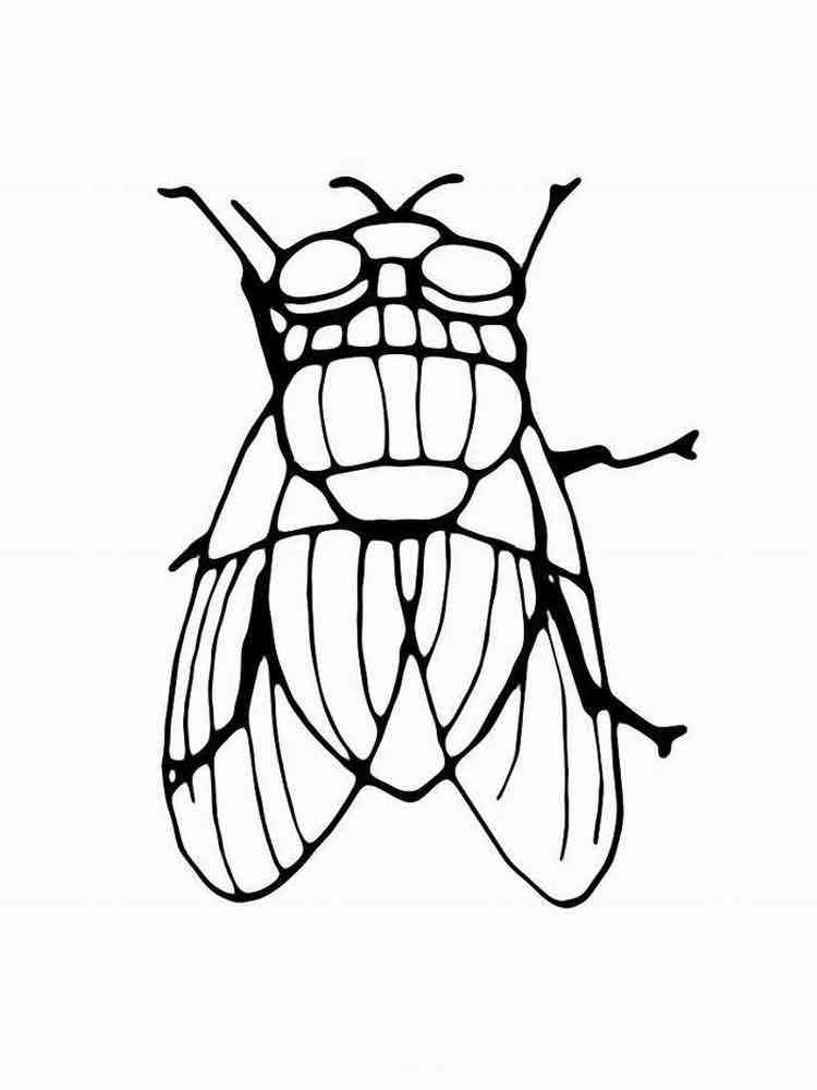 36 Tiny Fly Coloring Page Printable 5