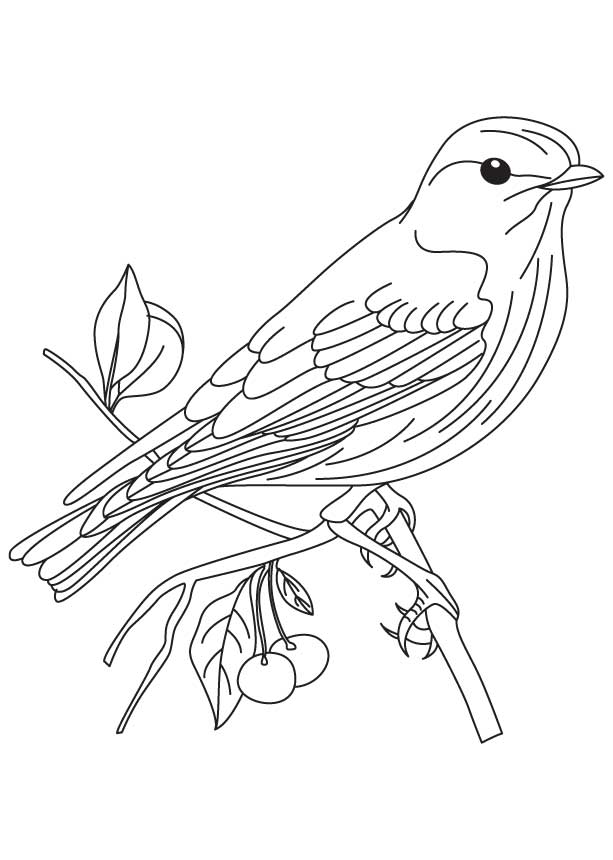 cute bluebird coloring pages printable jpg