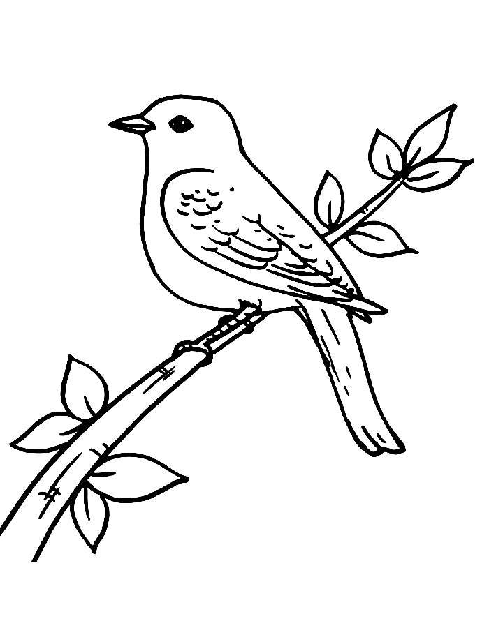 37 Cute Bluebird Coloring Pages Printable 14