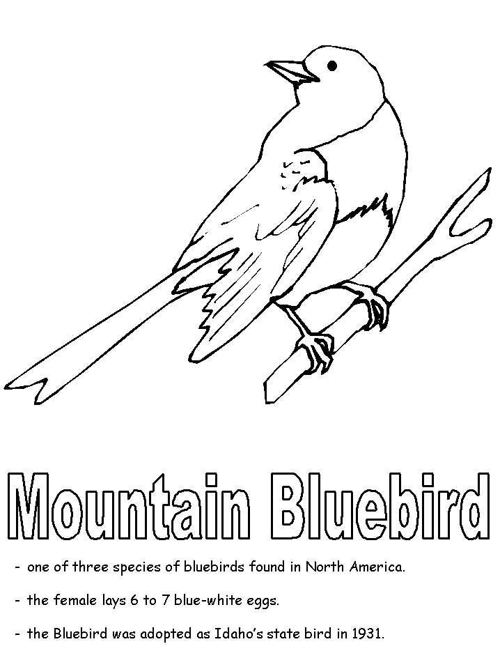 cute bluebird coloring pages printable jpg