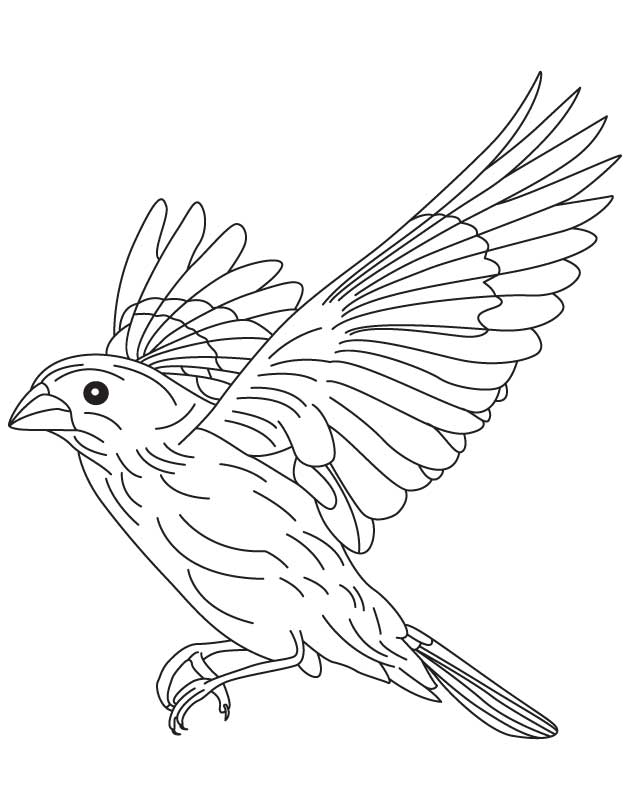 37 Cute Bluebird Coloring Pages Printable 21