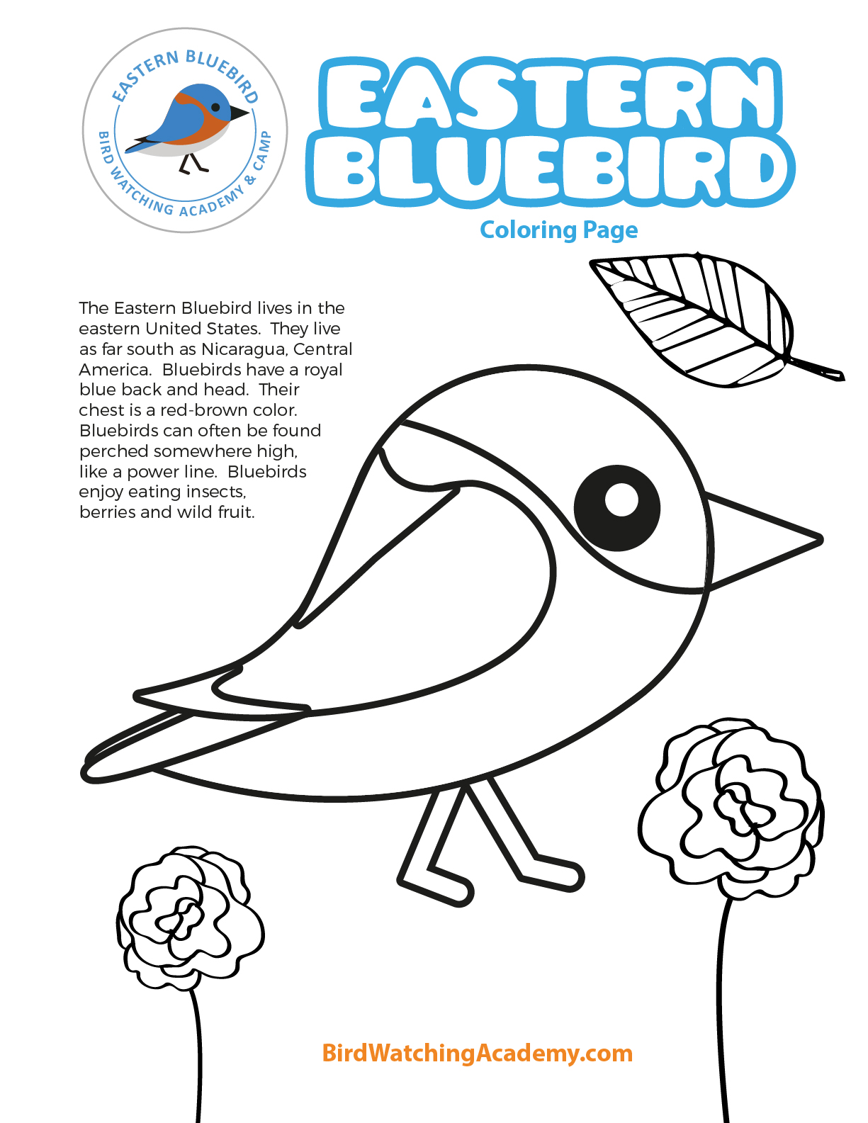 cute bluebird coloring pages printable jpg