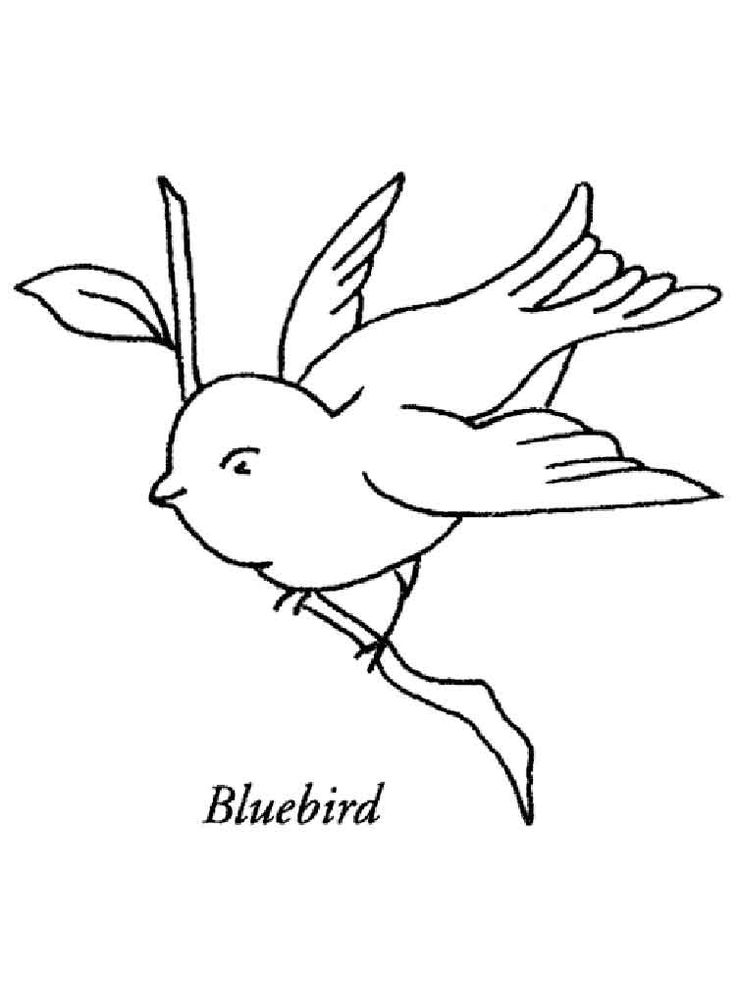 cute bluebird coloring pages printable jpg